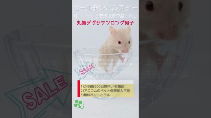 2024.12.15up #ゴールデンハムスター ダヴサテンロング 雄 横浜市のペット専門ネズミブリーダー　お問い合わせ・来店予約はHP、もしくは050-5371-8616