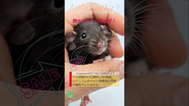 2024.12.26up #ファンシーラット ブラックストレートダンボ メス 横浜市のペット専門ネズミブリーダー　お問い合わせ・来店予約はHP、もしくは050-5371-8616