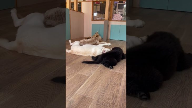 ゴロゴロ遊び👀💛#20241209おうちホテル#ペットホテル#ケージフリー#静岡県袋井市 #ワンコワークス#大型犬#小型犬#中型犬#犬のいる暮らし#イヌバーシティ