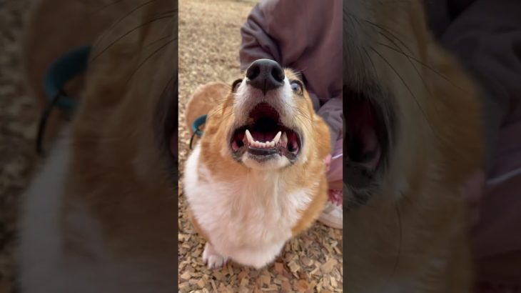 おしりが好きなアスランくん🍑💞#20241227おうちホテル#ペットホテル#ケージフリー#静岡県袋井市 #ワンコワークス#大型犬#小型犬#中型犬#犬のいる暮らし#イヌバーシティ