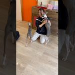 甘えん坊なイタグレさん達💞💞#20241231おうちホテル#ペットホテル#ケージフリー#静岡県袋井市 #ワンコワークス#大型犬#小型犬#中型犬#犬のいる暮らし#イヌバーシティ