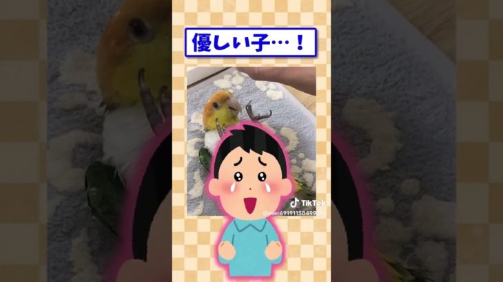 ペットが医者から言われた衝撃的な言葉#2ch#猫