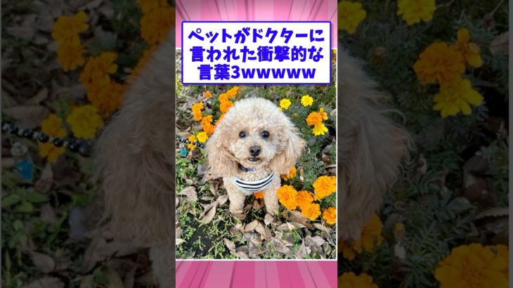 🥼【2ch面白いスレ】ペットがドクターから言われた衝撃的な言葉3wwww【5ch名作スレ】#shorts #2ch #なんj