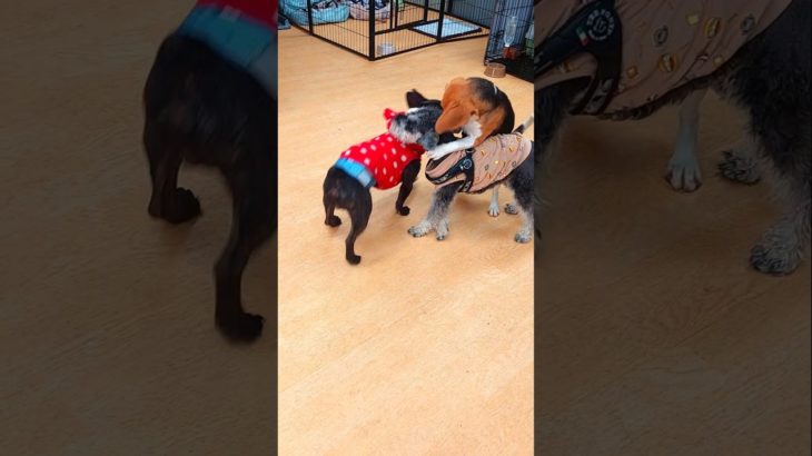 【3泊4日ペットホテル中編】激しく遊ぶ！#miniatureschnauzer #ミニチュアシュナウザー #犬 #dog #pethotel #ペットホテル #佐野市