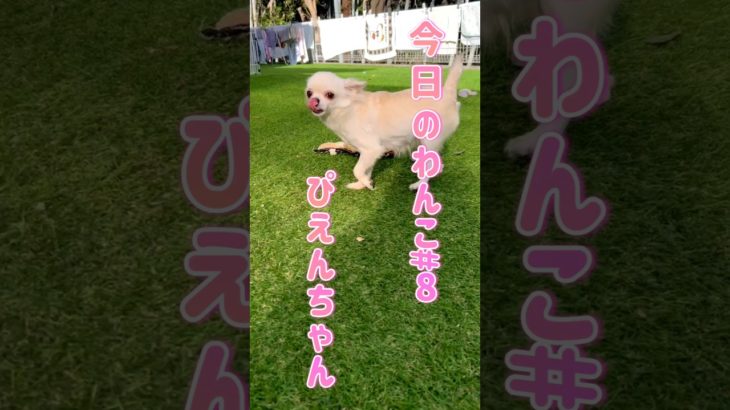 今日のわんこ#8 #今日のわんこ #チワワ#ペットハウスきゃんきゃん #shorts