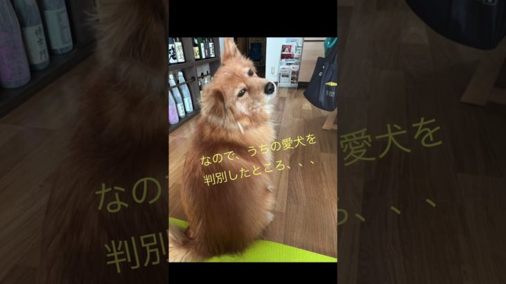 ペットの犬種をAIに判別してもらった#犬　#ミックス犬 #AI #大人を舐めやがって #音量注意