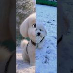 AIでペットをキャラクターに変身させてみた#ビションフリーゼ #youtubeshorts #ディズニー #可愛い