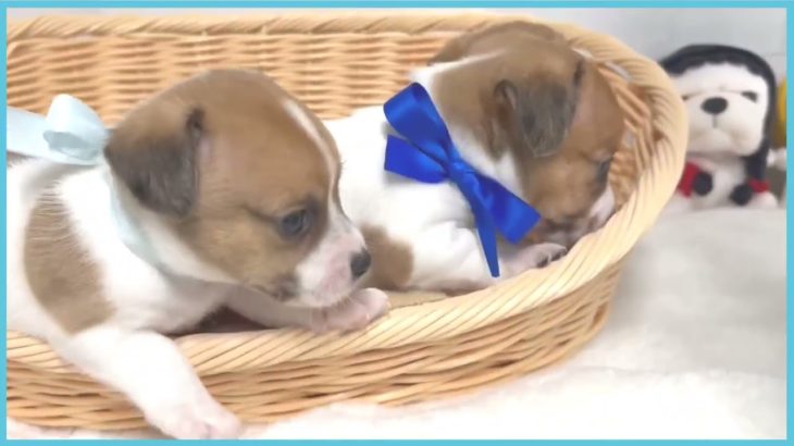 ペットショップCOO＆RIKU No00697736 ジャックラッセルテリア