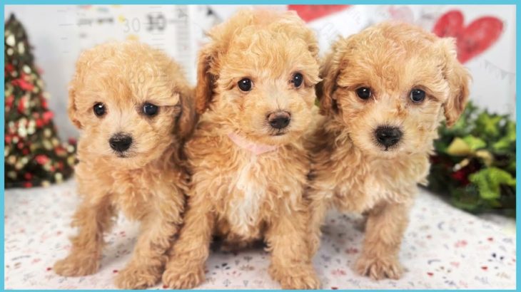 ペットショップCOO&RIKU No00699800(MIX)