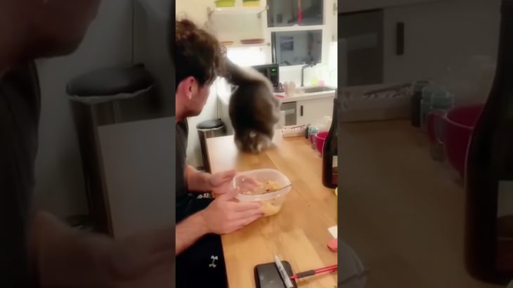 #Cute cat #cat #funny #amusing #pet #zoon #cats #fyp #foryou#catlover #cutecats #WF