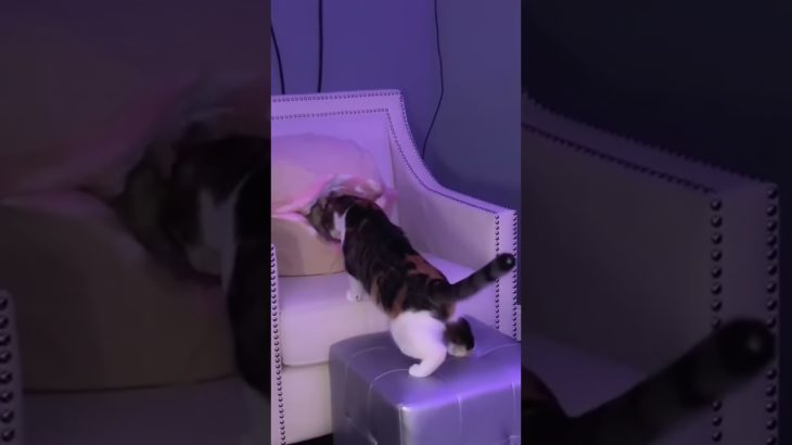 Funny pet#pets #cats #pet cute moments #pet funny moments #people and pets #animals #fpy #foryou