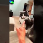 Funny pet#pets #cats #pet cute moments #pet funny moments #people and pets #animals #fpy #foryou