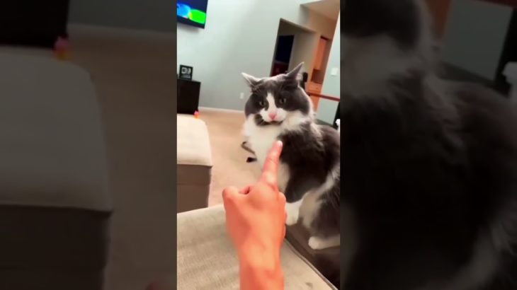 Funny pet#pets #cats #pet cute moments #pet funny moments #people and pets #animals #fpy #foryou