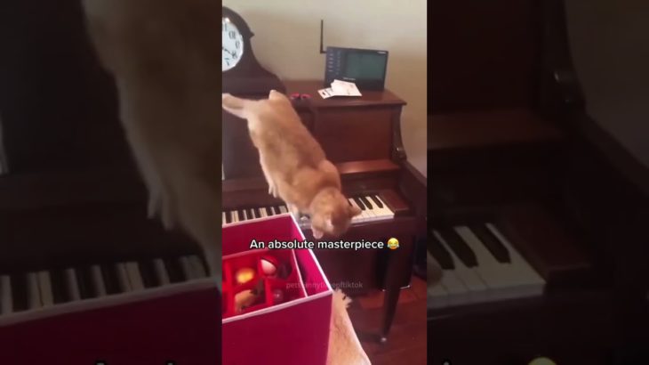 Funny pet#pets #cats #pet cute moments #pet funny moments #people and pets #animals #fpy #foryou