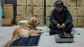 ペットロスと思い出を胸に生きる。犬って本当に素晴らしい。【Golden Retriever japan】