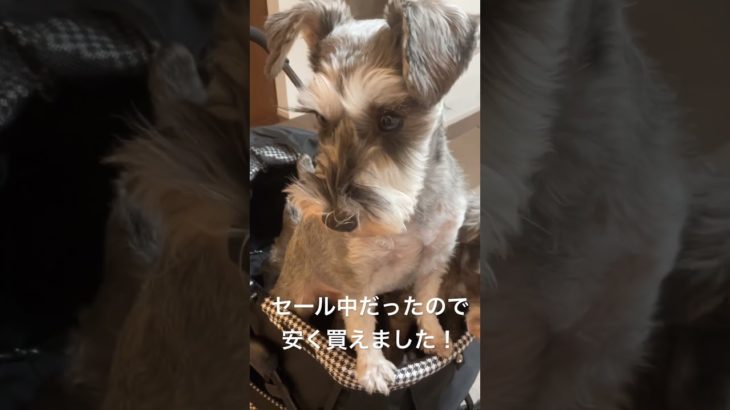 ペットカートを買ってみた！#ミニチュアシュナウザー #ペットカート#シュナウザーJAM#いぬ好きさんと繋がりたい #いぬのいる生活