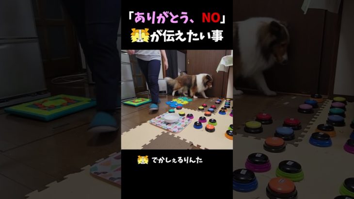 「ありがとう、NO」シェルティが伝えたい事【会話ボタンでしゃべる犬】 #shorts #dog