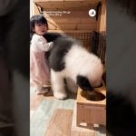 実はまだ子犬｜PECO #グレートピレニーズ  #大型犬 #愛犬家 #大型犬のいる生活#greatpyrenees #dog #doglover #doglife