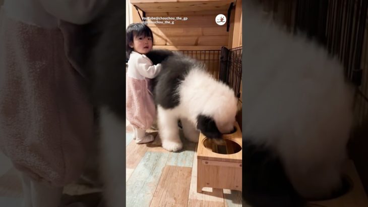 実はまだ子犬｜PECO #グレートピレニーズ  #大型犬 #愛犬家 #大型犬のいる生活#greatpyrenees #dog #doglover #doglife