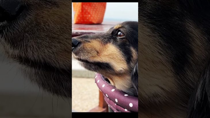 ペットと行けるカフェ　「SNOE PEAK」 #short