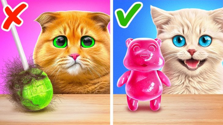 Treat Your Pet Right! Smart Hacks for Pet Owners