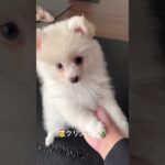Xmas🪅 #子犬#仔犬#ポメラニアン#白ポメ#ポメ#ペット#ダイエット#癒し#かわいい#子猫#痩せる#太る#cat#dog#Pomeranian#cute#Healing#面白い#爆笑