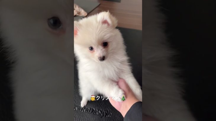 Xmas🪅 #子犬#仔犬#ポメラニアン#白ポメ#ポメ#ペット#ダイエット#癒し#かわいい#子猫#痩せる#太る#cat#dog#Pomeranian#cute#Healing#面白い#爆笑