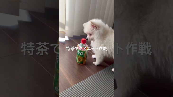 ダイエット中#子犬#仔犬#ポメラニアン#白ポメ#ポメ#ペット#ダイエット#癒し#かわいい#子猫#痩せる#太る#cat#dog#Pomeranian#cute#Healing#面白い#爆笑