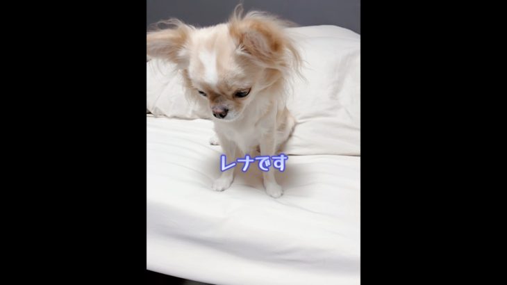 【ヒロシですのレナバージョンやってみた】#チワワ #chihuahua #ペット  #可愛い #shorts #チワワちゃん #癒し #pets #dogloversph #cutedog