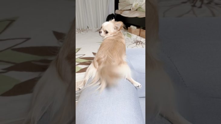 【可愛いすぎやろがぃ】#チワワ #chihuahua #ペット  #可愛い #shorts #チワワちゃん #癒し #pets #dogloversph #cutedog #fyp