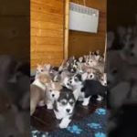 #comedy #comedia #duet #フィッシャーズ #シャルロット #funny #dance humor