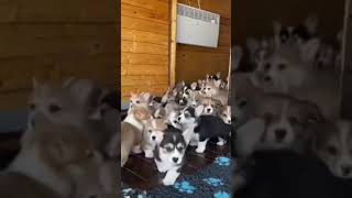 #comedy #comedia #duet #フィッシャーズ #シャルロット #funny #dance humor