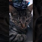 クールビューティ🐾#cool#beauty#cat#shorts