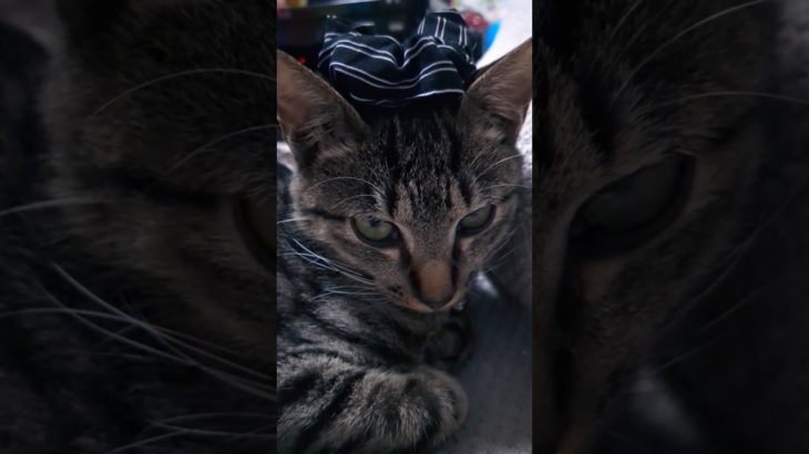 クールビューティ🐾#cool#beauty#cat#shorts