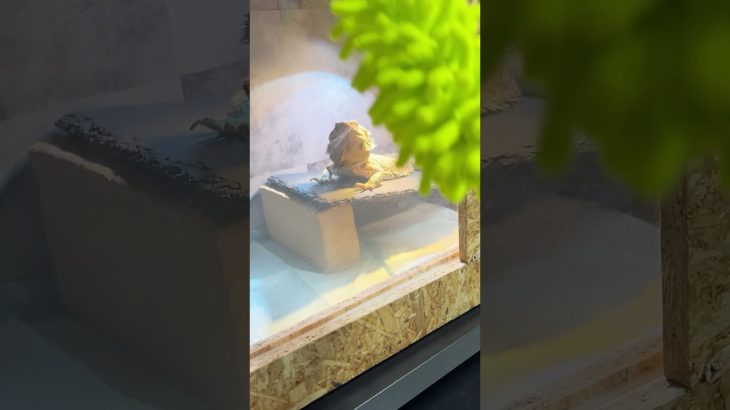 目で追うフトアゴヒゲトカゲ#ペット動画 #爬虫類 #おもしろ動画 #cute #かわいい #掃除