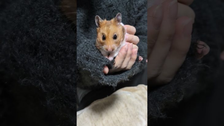 くるみと水菜#ハムスター#ペット#かわいい#キンクマ# #cute #애완동물#宠物#Pets#hamster#햄스터#癒し#犬#猫#キッズ#子供 #Kids