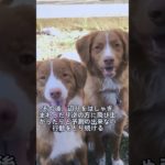 ペットにしたい犬の紹介 #ノヴァスコシアダックトーリングレトリーバー #犬好きさんと繋がりたい #犬のいる暮らし #図鑑 #dog