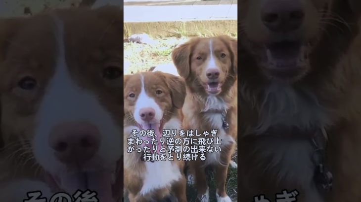 ペットにしたい犬の紹介 #ノヴァスコシアダックトーリングレトリーバー #犬好きさんと繋がりたい #犬のいる暮らし #図鑑 #dog