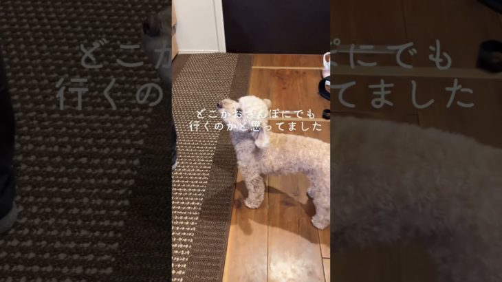 ペットホテルに泊まる事になったむぎちゃん#トイプードル #犬#犬のいる暮らし#dog