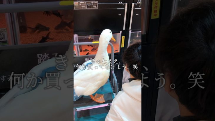 アヒルとペットショップ　#duck #アヒル #あひる #動物 #ペット #鳥 #癒し #メンヘラボーイ #ストーカー #ニコペット御経塚店 #ペットショップ