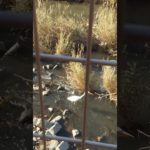 #さんぽ #アイガモ #🦆 #アヒル #水鳥 #ペット#癒し #duck