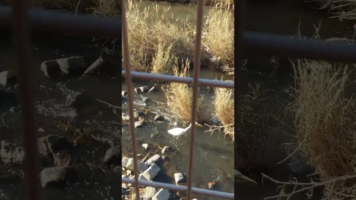 #さんぽ #アイガモ #🦆 #アヒル #水鳥 #ペット#癒し #duck