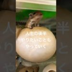 初めての動画編集　難しいけど楽しい #ペット #music