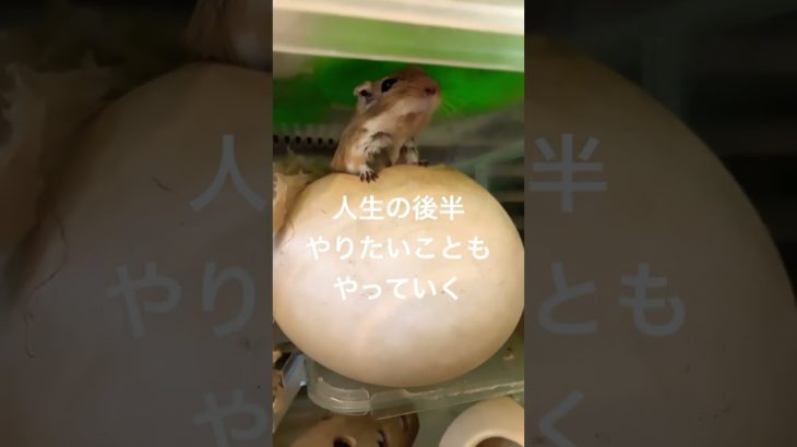 初めての動画編集　難しいけど楽しい #ペット #music