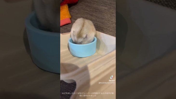 お弁当🍙#ハムスター #ハムスターのいる生活 #癒し #ペット #pets #可愛い #かわいい#おべんとう #ゆきみるチャンネル