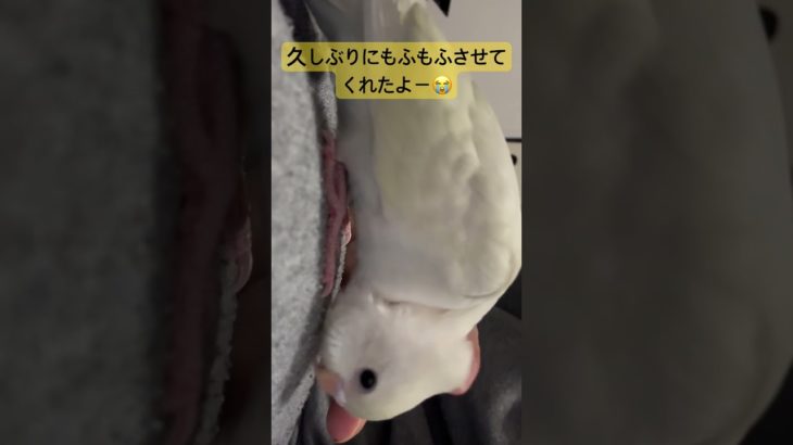もふもふしあわせ#癒し #セキセイインコ #pets #ペット #インコ動画 #birds #かわいい