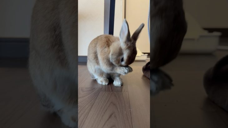 キレイキレイするうさぎ🐰 #うさぎ #うさぎのいる暮らし #動物 #ペット #rabbit #bunny #animal #pet