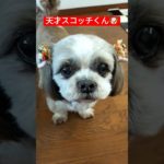 #シーズー #天才犬 #親バカ#shihtzu #可愛いペット #可愛い犬 #ラーメン居酒屋 #仲良し夫婦 #本庄市 #シーズー大好き #シーズー犬 #シーズー大好き部 #pet#dog