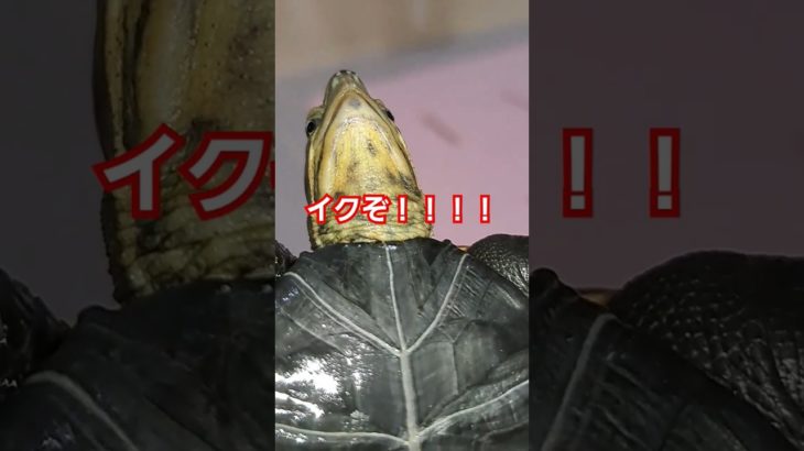 我慢の限界だー🐢💥#short#亀#ペット#可愛い#バズる#ウンキュウ#流行る#爬虫類 #おしっこ#尿#面白い#爆笑#かめ#楽しい#おもしろい