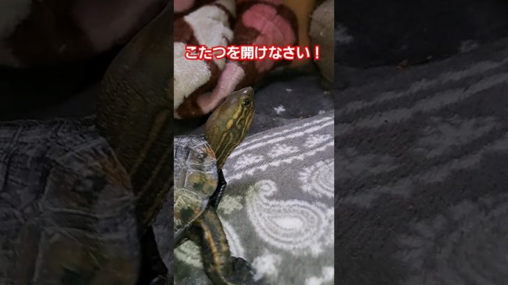 かめきちに命令される私#short#亀#ペット#可愛い#バズる#ウンキュウ#流行る#人気#おもろい #turtle #爬虫類 #爆笑#こたつ#命令#ウケる